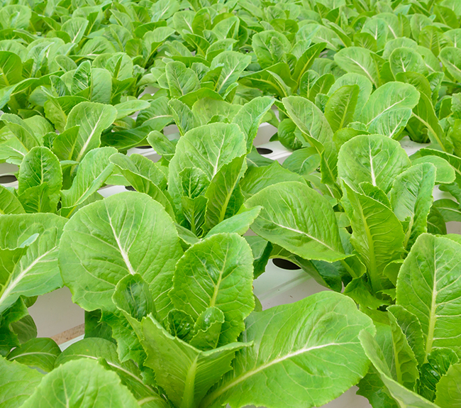 Lettuce Fertilizer Haifa Group
